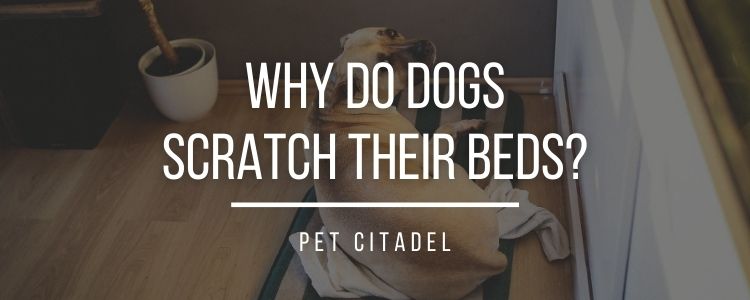 Why Do Dogs Scratch Their Beds? - Banner