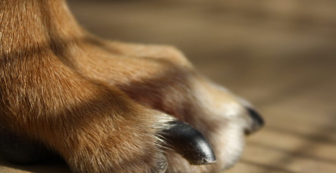 How To Cut A Dog’s Nails – 7 Easy Steps