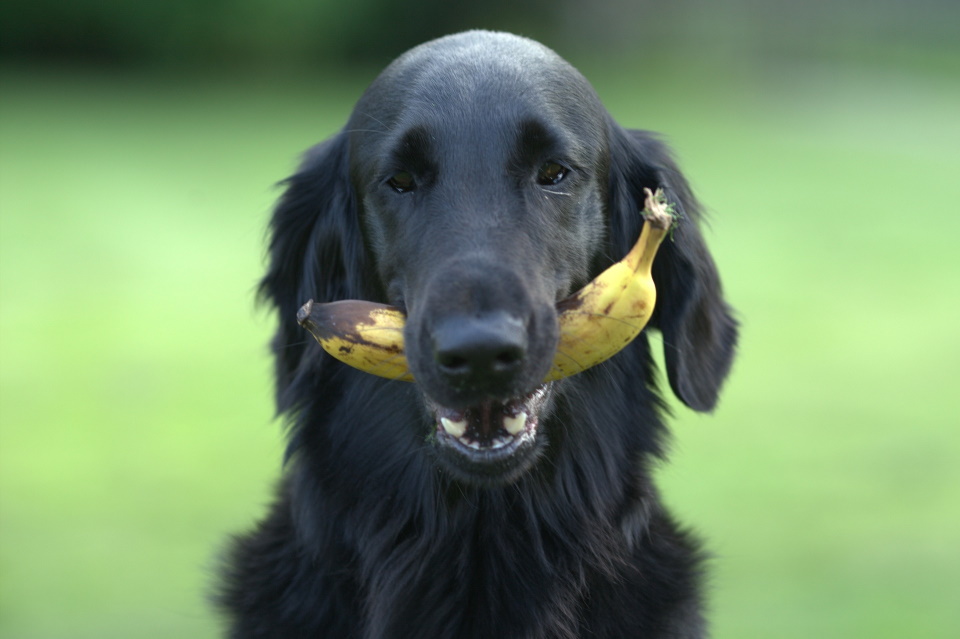 Can Dogs Eat Bananas? - Featured