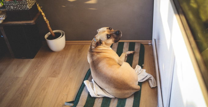 12 Reasons Why Dogs Scratch Their Beds