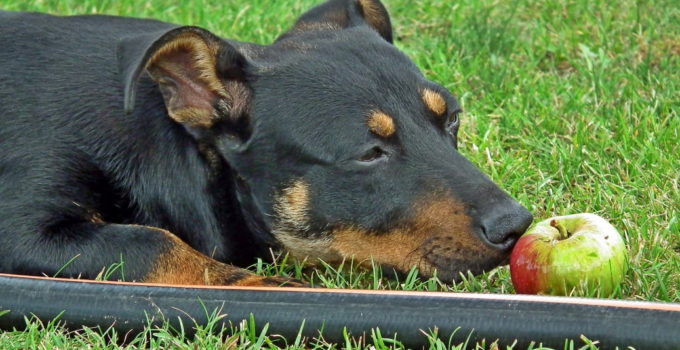 Can Dogs Eat Apples? – Explained
