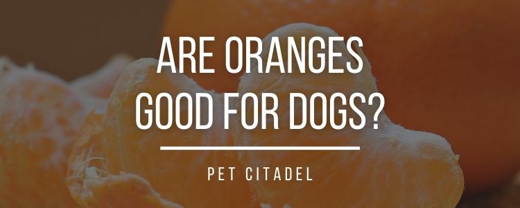 Are Oranges Good For Dogs? - Banner