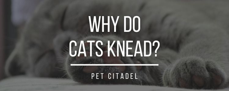Why Do Cats Knead? - Header