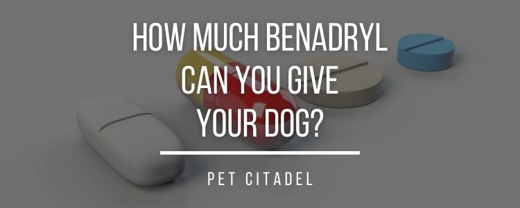 How Much Benadryl Can You Give Your Dog? - Header