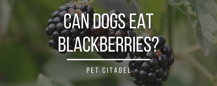 Can Dogs Eat Blackberries? - Header