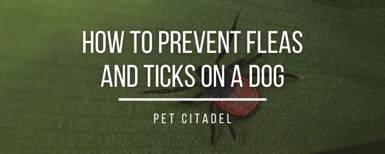 How To Prevent Fleas & Ticks On A Dog - Header