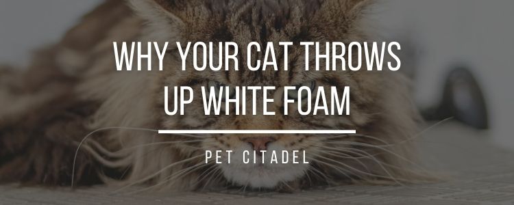 Cat Is Throwing Up White Foam - Header