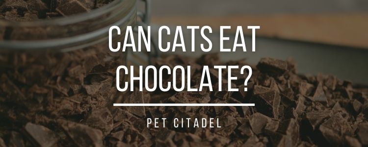 Can Cats Eat Chocolate? - Header