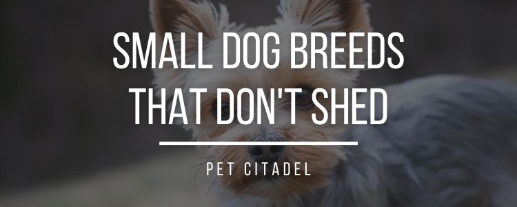 Small Dog Breeds That Don't Shed - Header