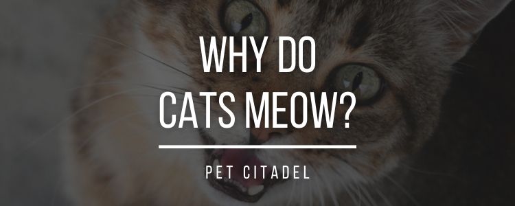 Why Do Cats Meow? - Banner Image