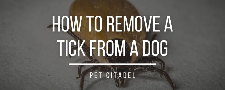 How To Remove A Tick From A Dog - Header