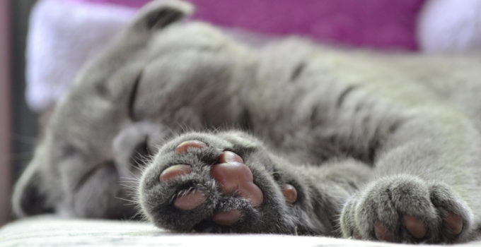 Why Do Cats Knead? – 6 Reasons