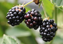 Can Dogs Eat Blackberries? – Explained