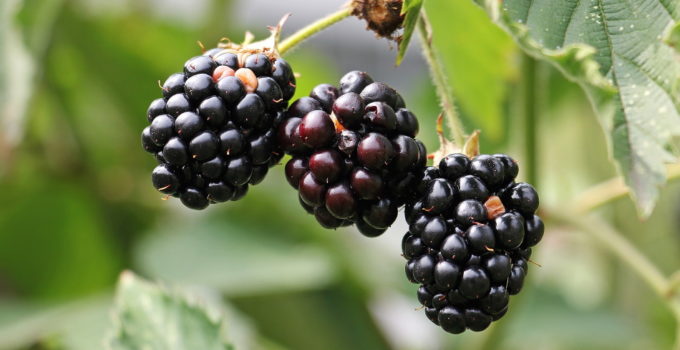 Can Dogs Eat Blackberries? – Explained
