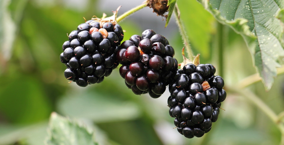 Three blackberries on the vine
