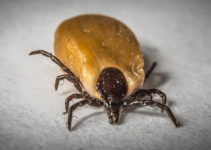 How To Remove A Tick From A Dog – Step-By-Step Guide