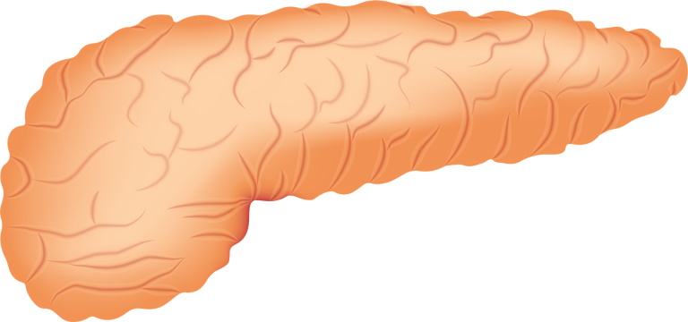 Pancreas graphic