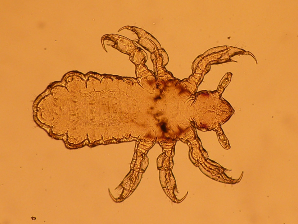 Lice larva parasite