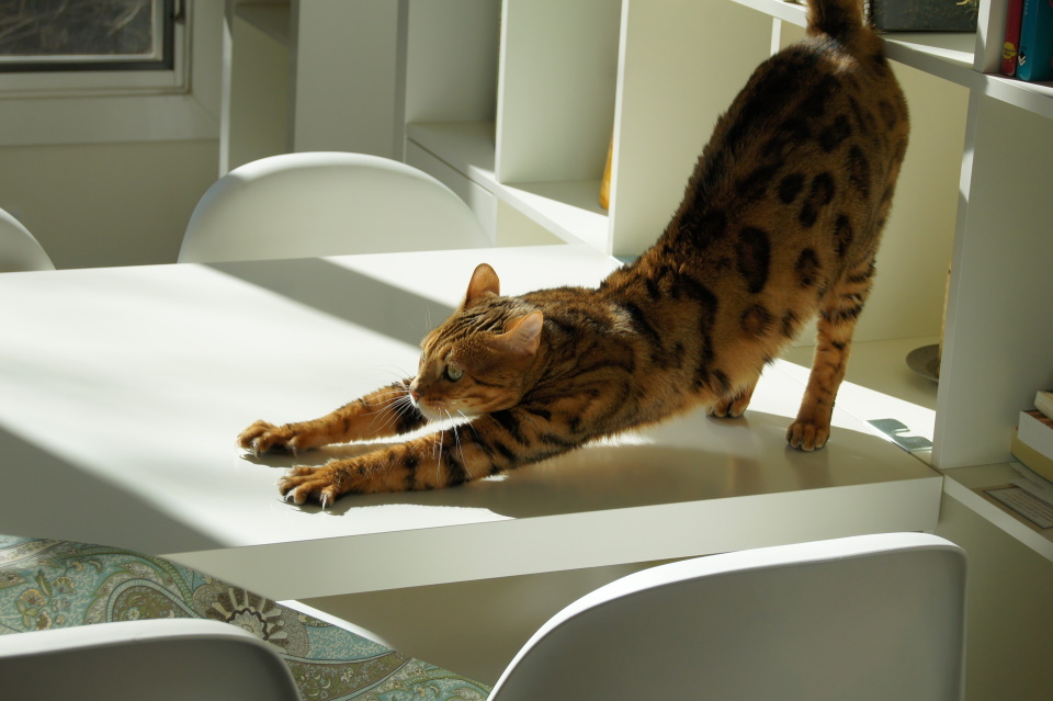 Striped cat stretching